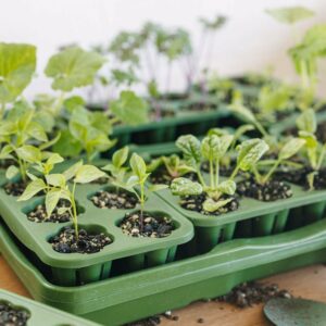 GreenStalk Garden Seed Starter Kit (Set of 4)